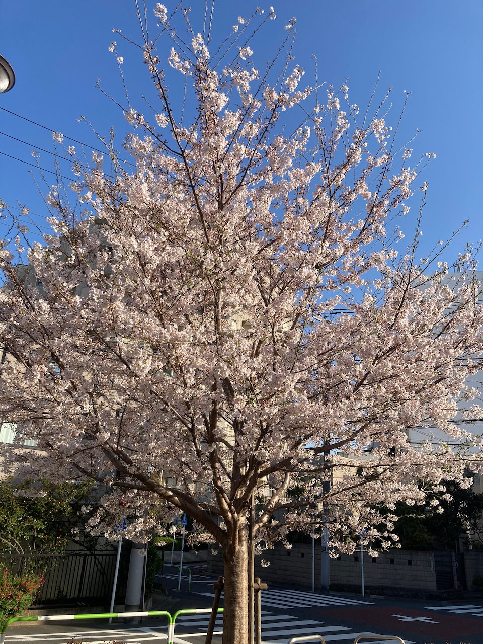 cherry-blossoms-quality-85